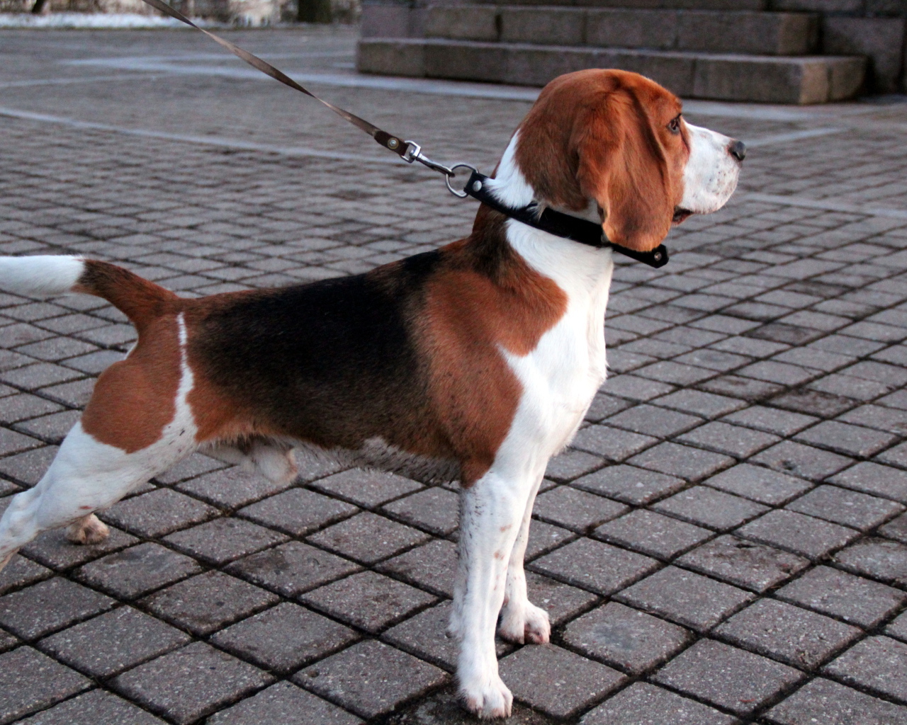Собака породы бигль на тротуаре