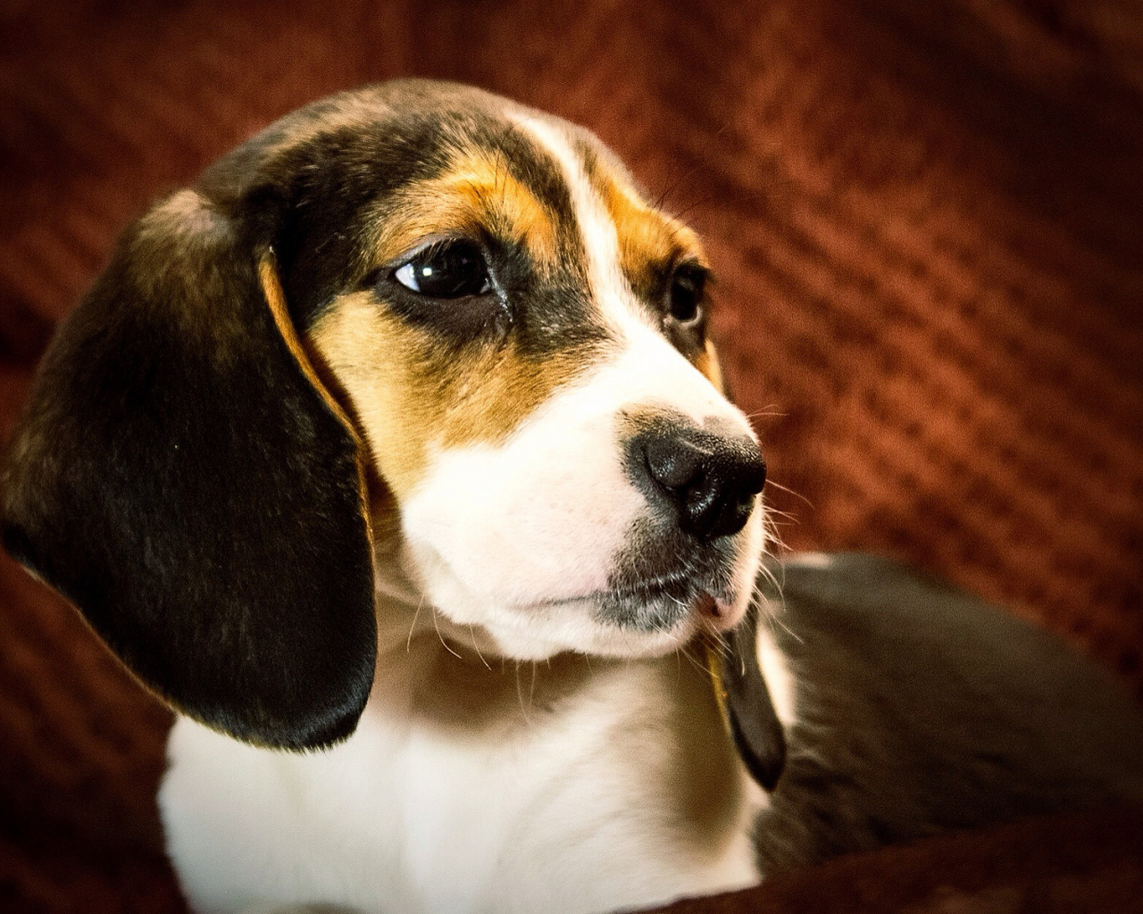 Портрет собаки породы бигль на коричневом фоне