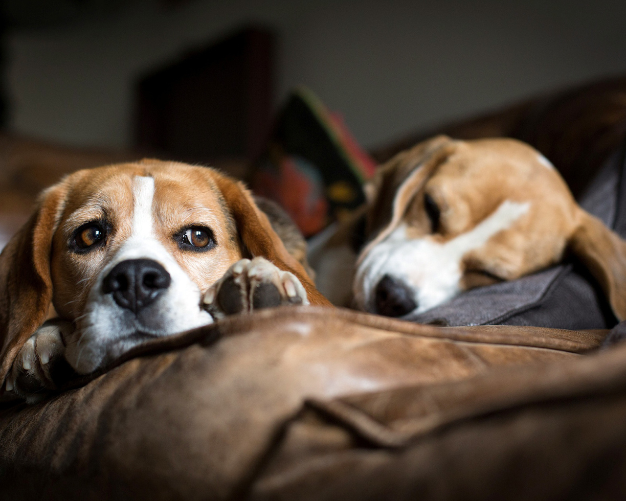 Собаки породы бигль отдыхают на коричневом диване