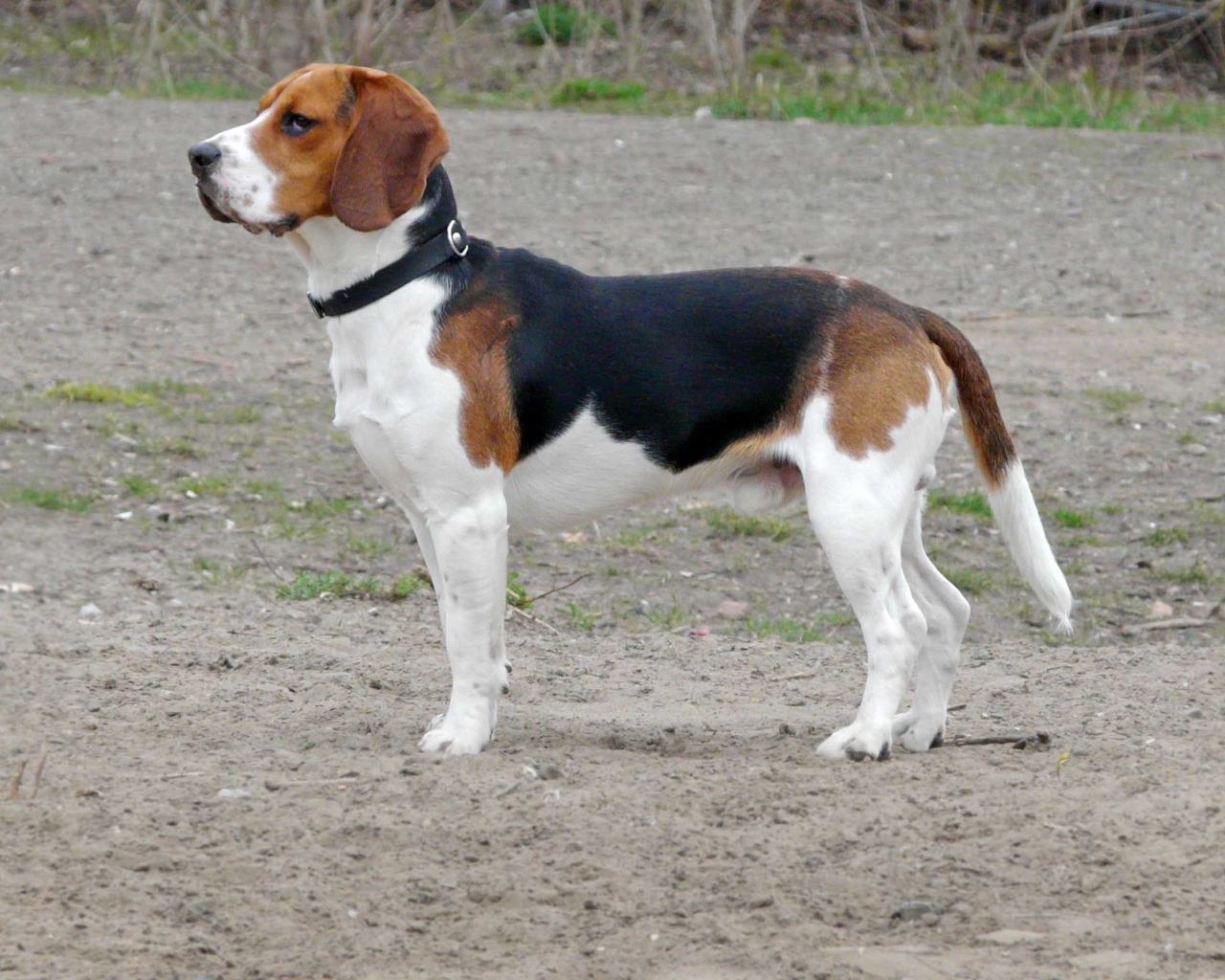 Собака породы бигль кого-то увидела