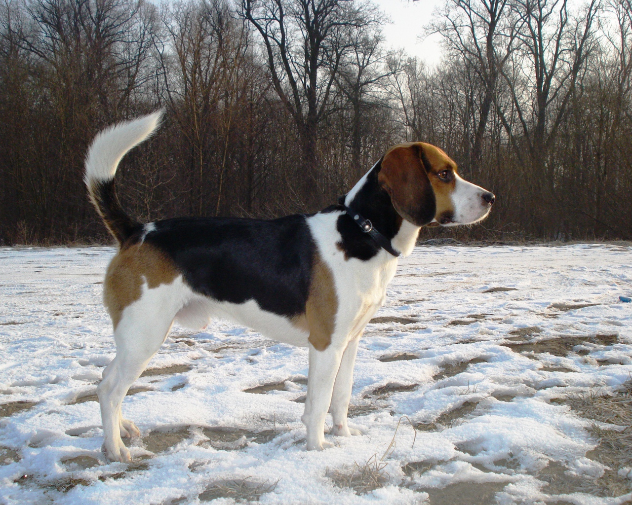 Собака породы бигль кого-то увидела зимой