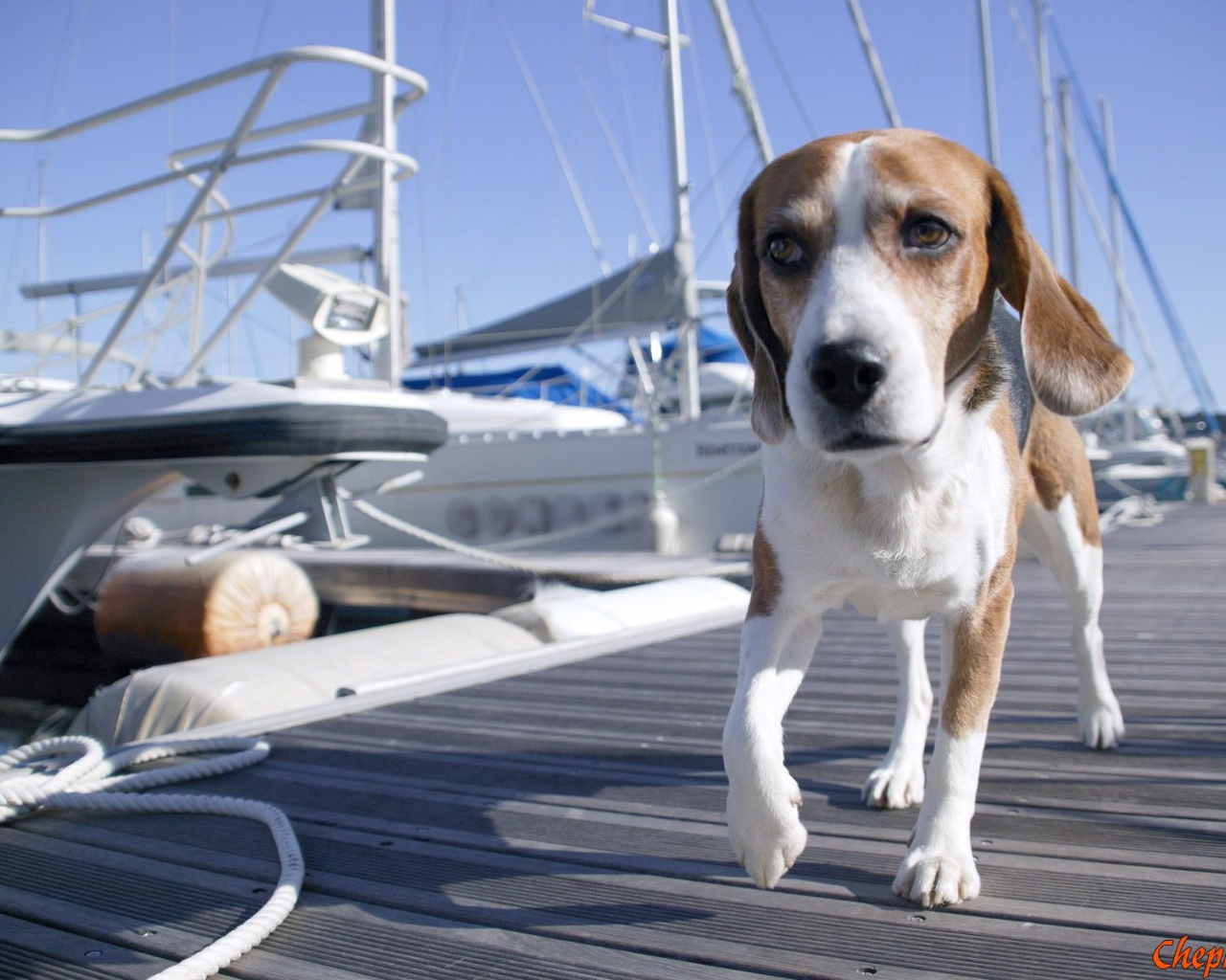 Собака породы бигль идёт по мостику