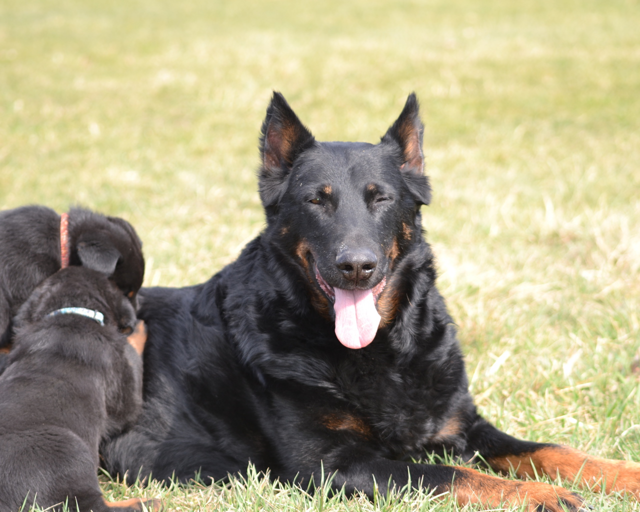 Собака босерон и её щенки