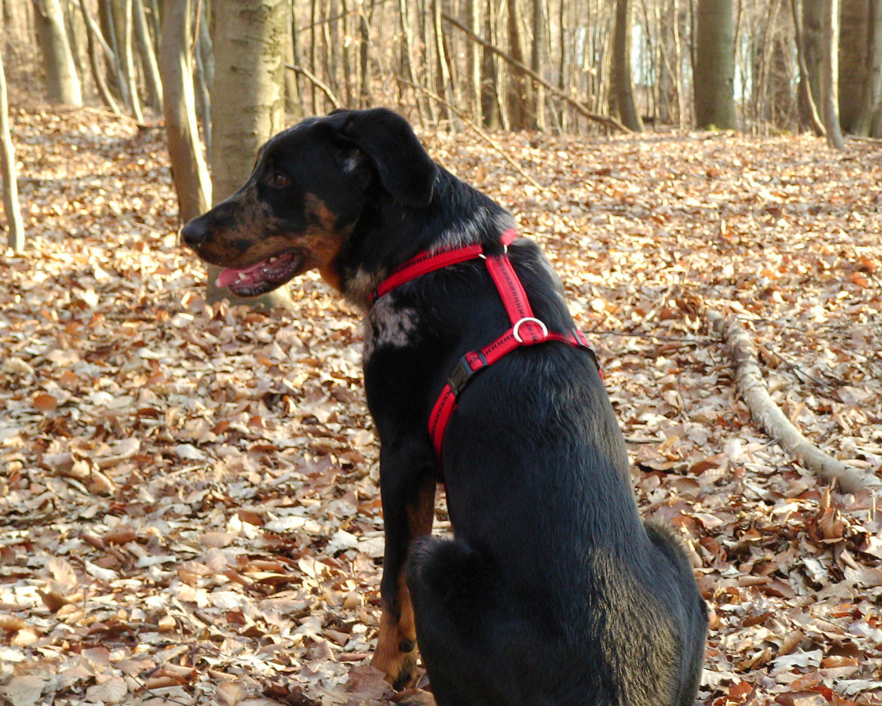 Босерон в осеннем лесу