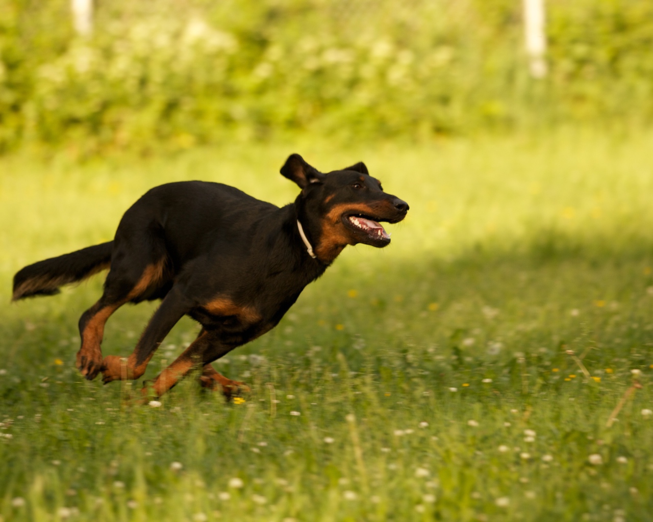 Босерон  бежит сломя голову