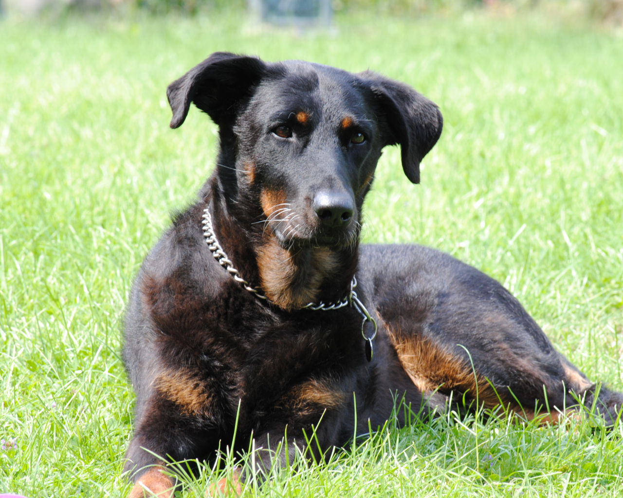 Красивый босерон лежит во дворе дома