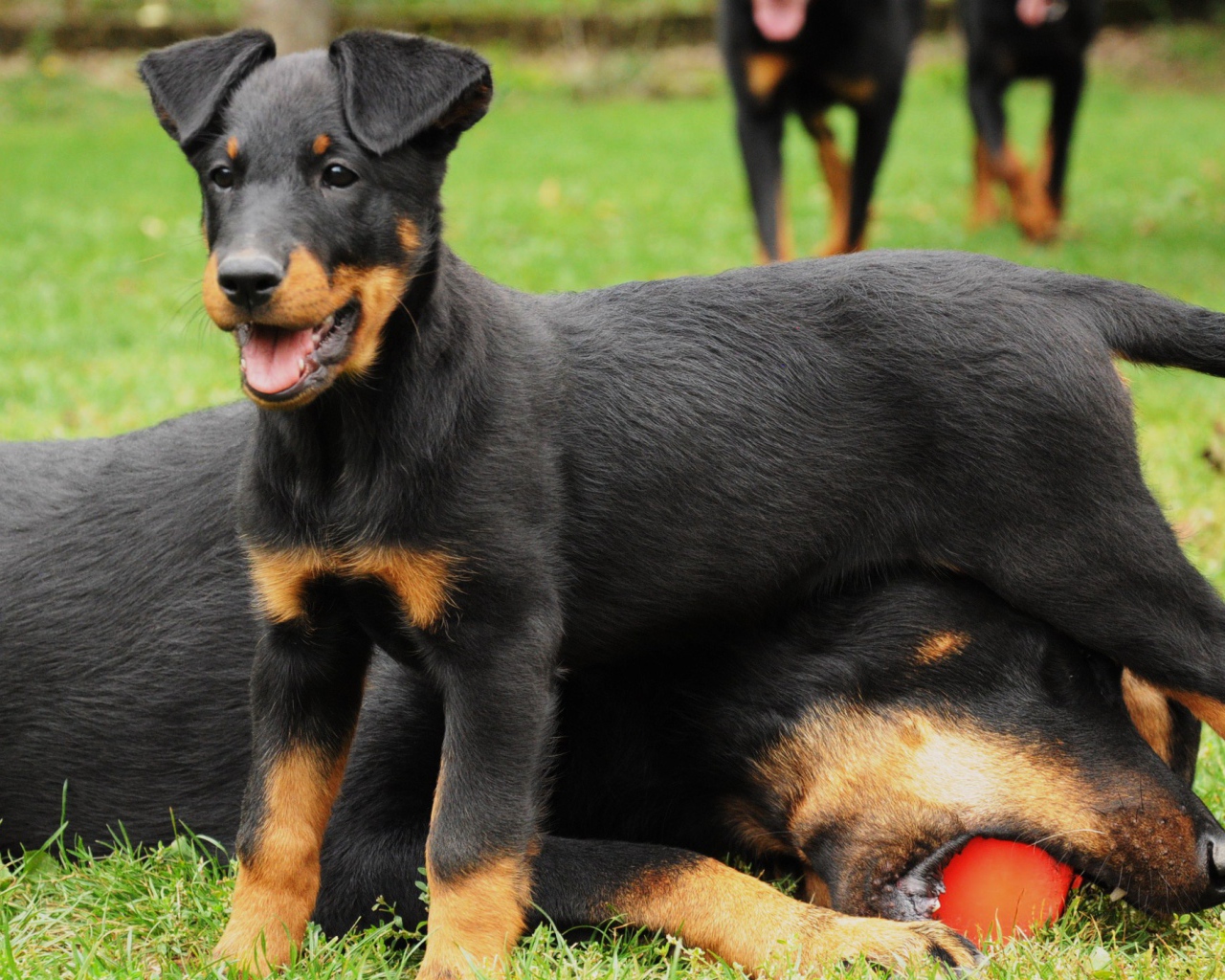 Щенок босерона и его мама
