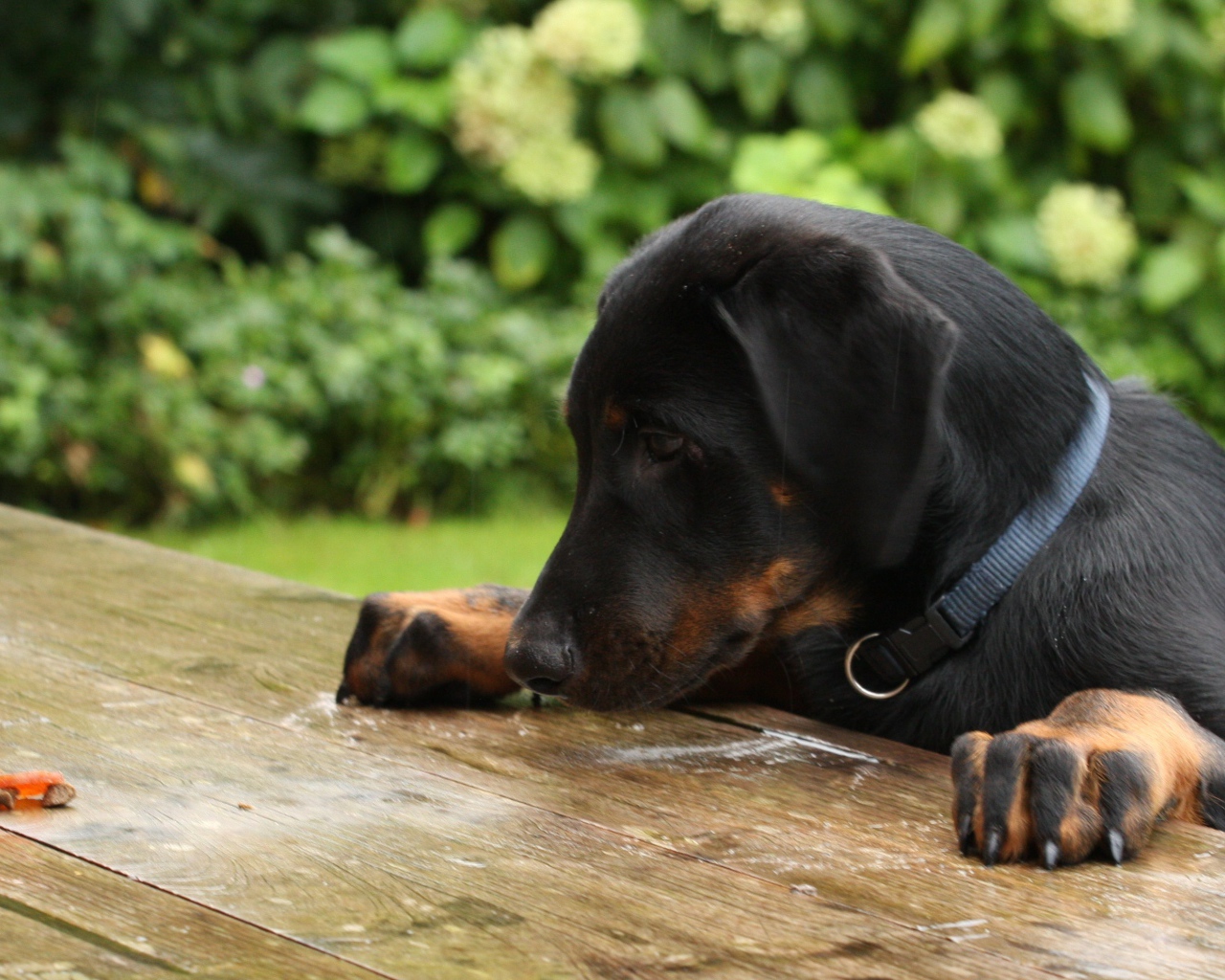 Щенок босерона что-то нашёл на столе