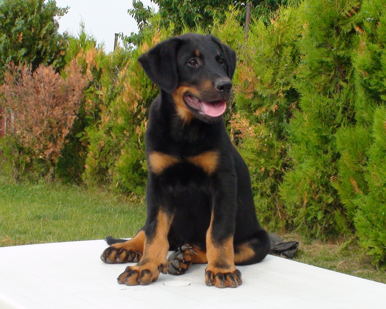 Щенок босерона  сидит на столе