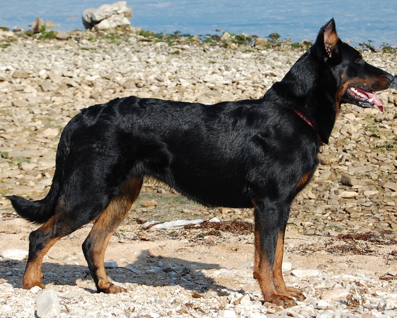 Босерон стоит на каменистом берегу