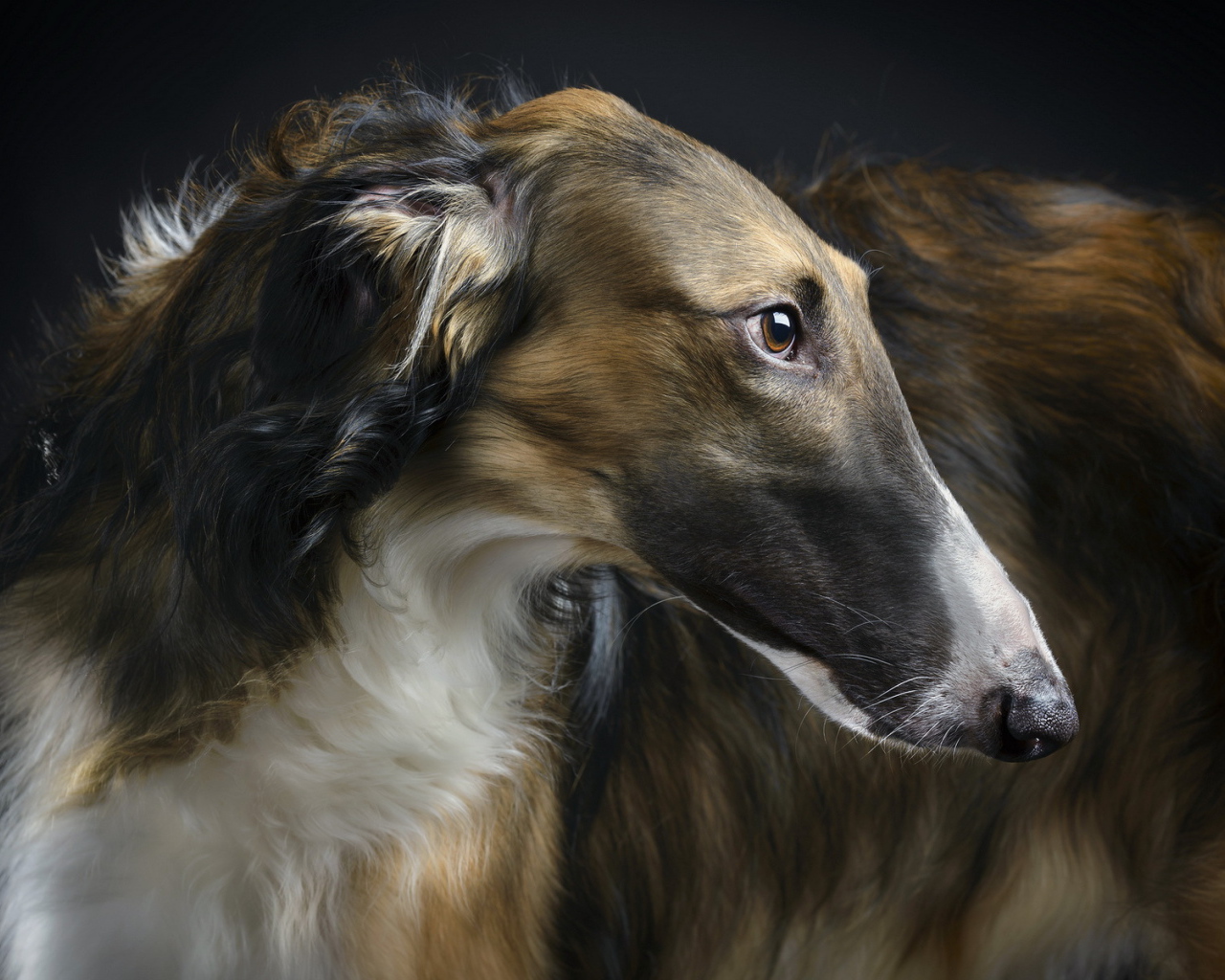 Красивая афганская борзая