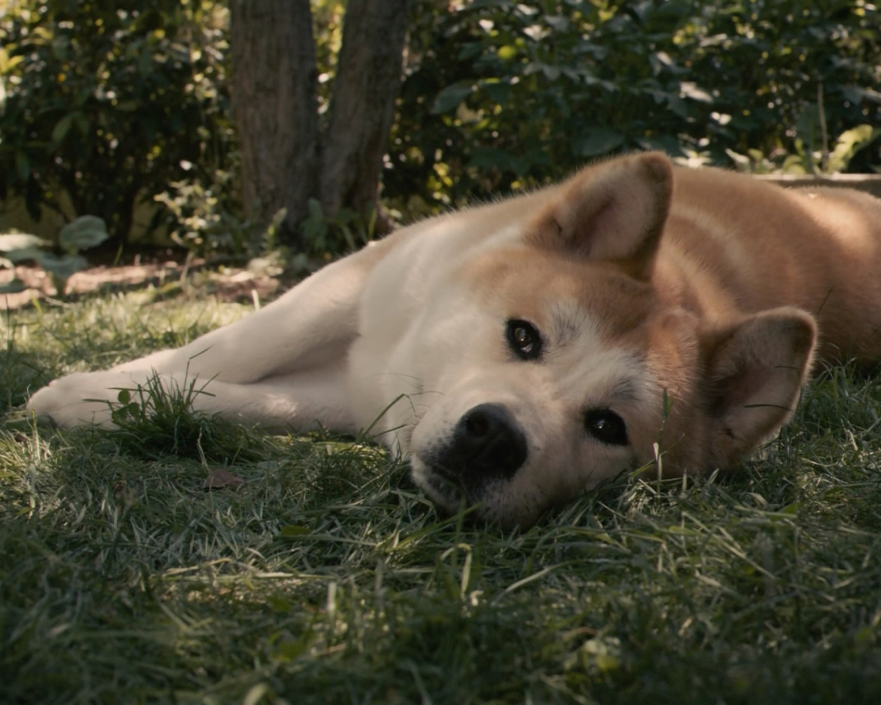Красивая акита-ину лежит на траве