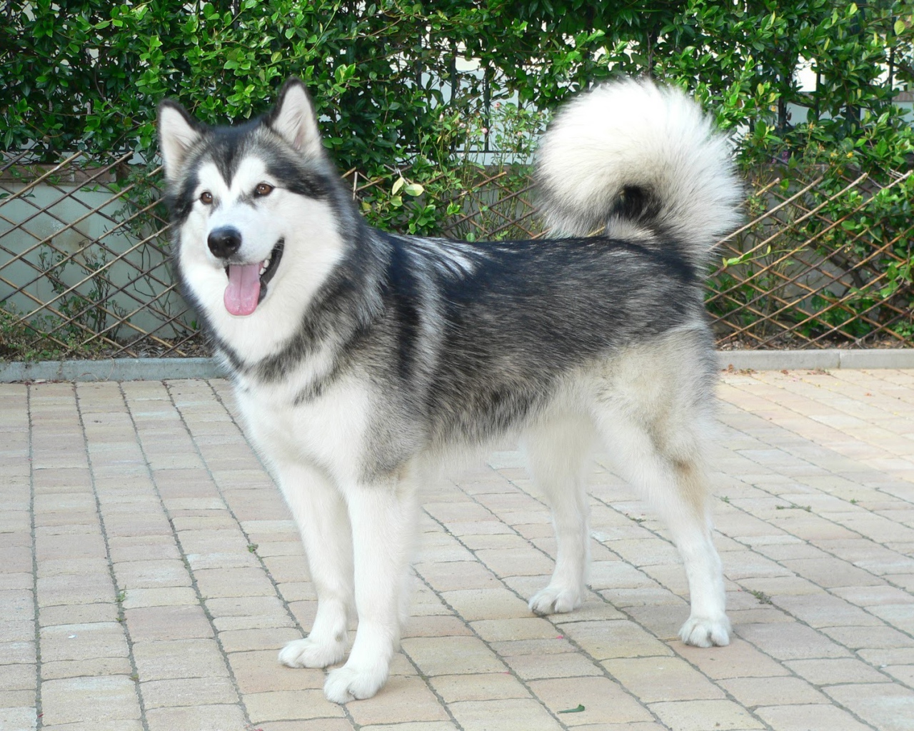 Красивый аляскинский маламут