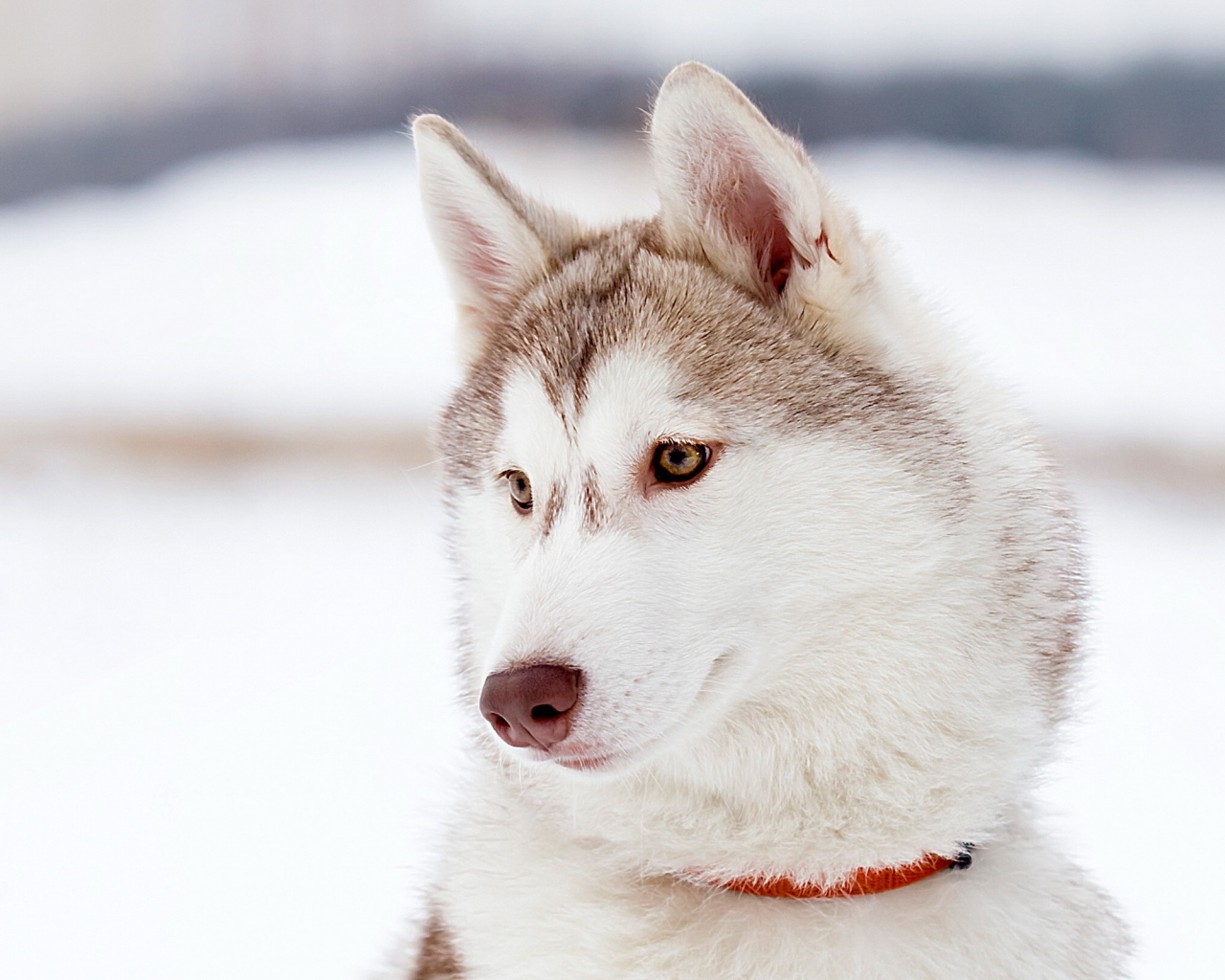 Красивый аляскинский маламут светлого окраса