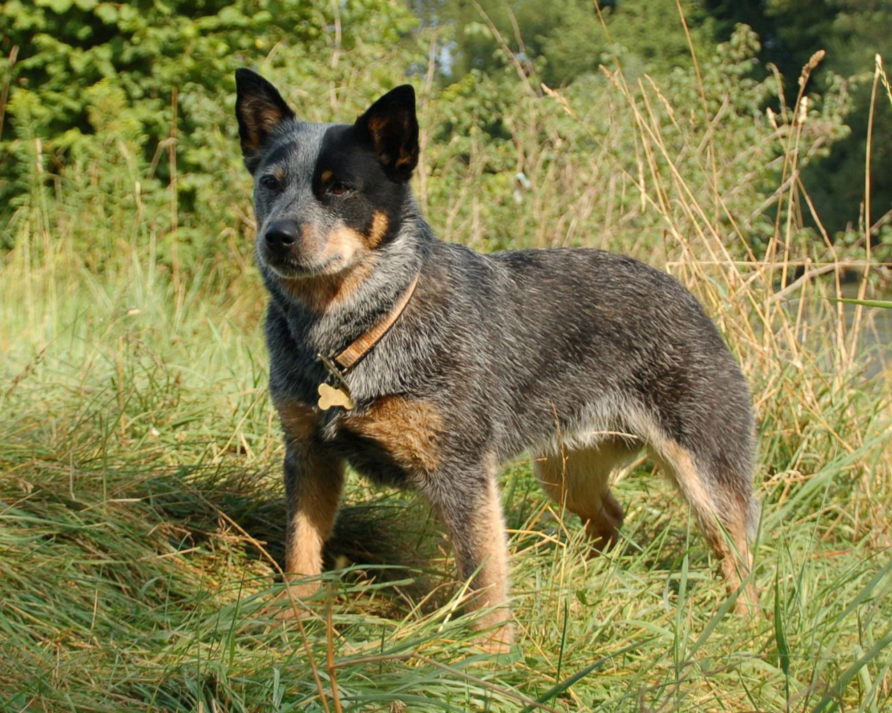 Красивая австралийская пастушья собака