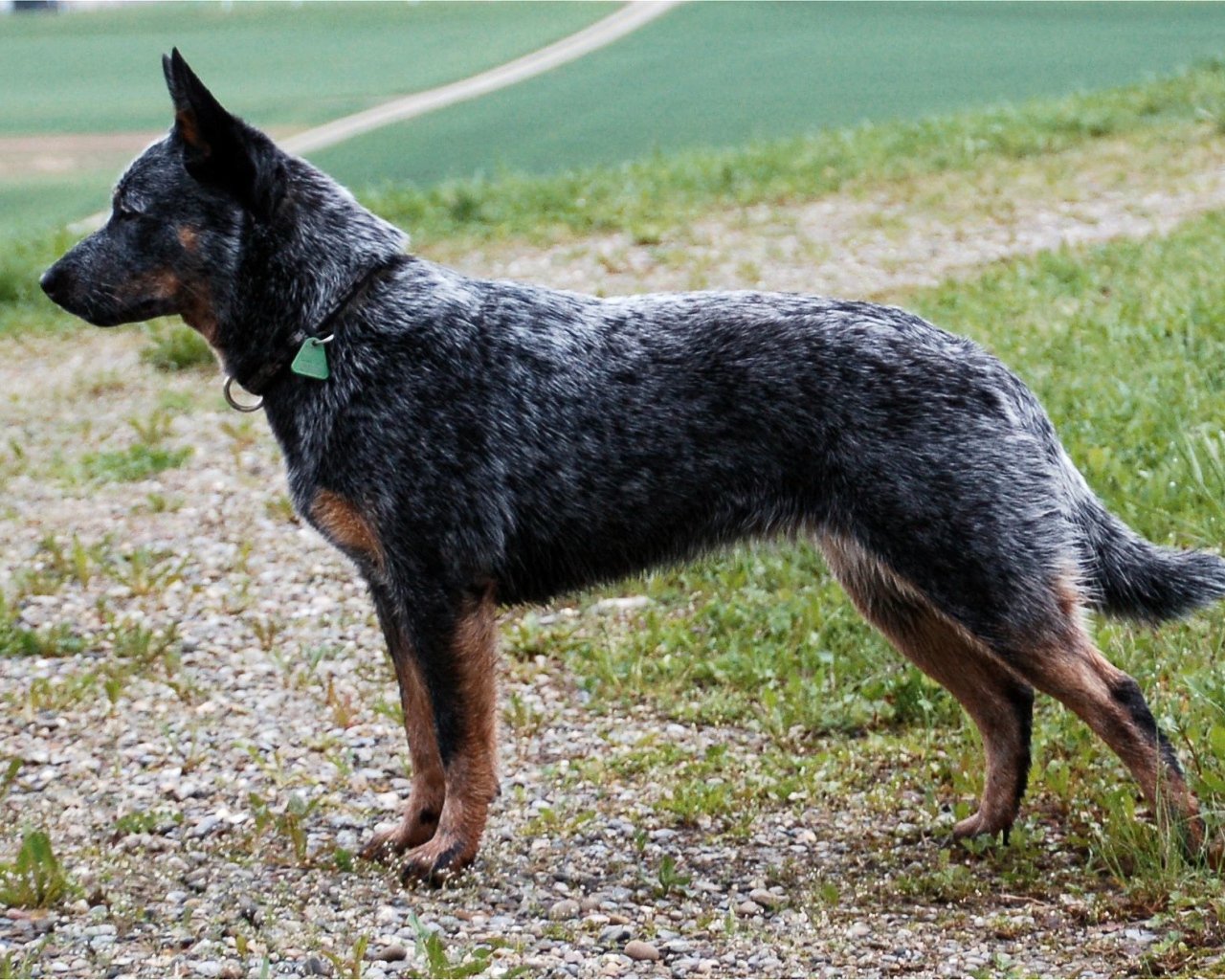 Красивая австралийская пастушья собака в стойке