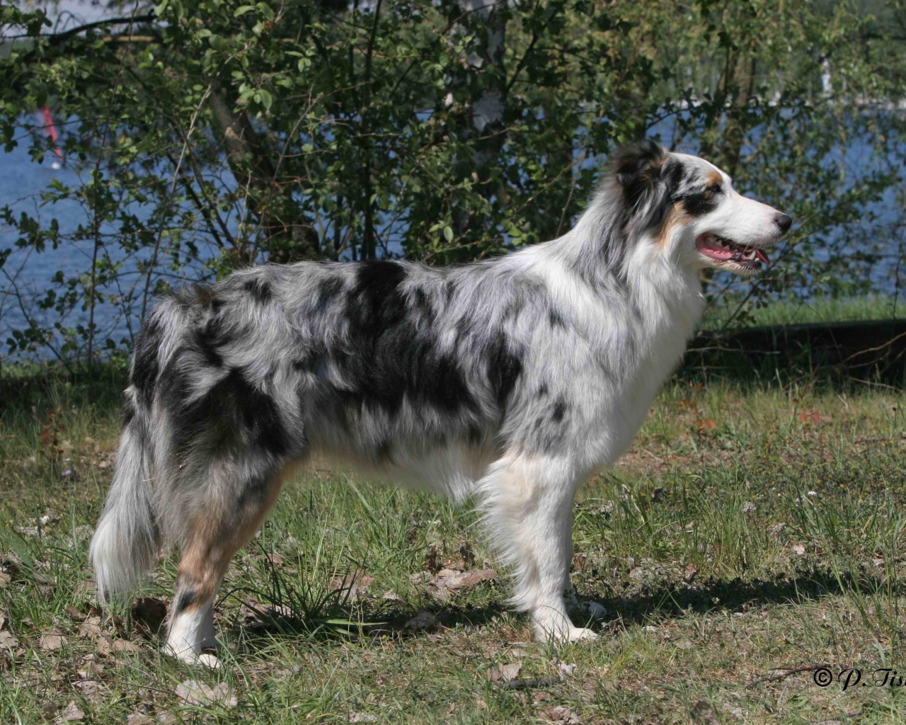 Красивая австралийская овчарка