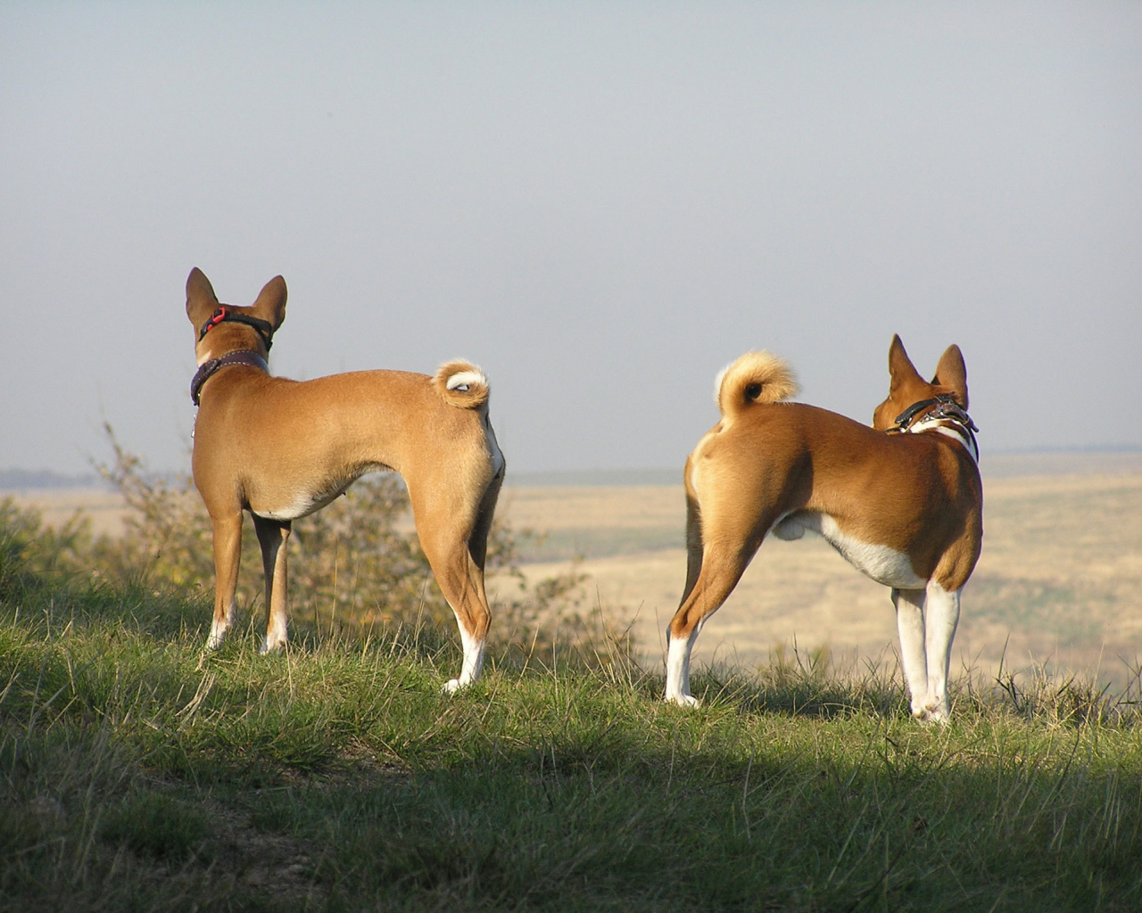 Красивые собаки породы басенджи на холме