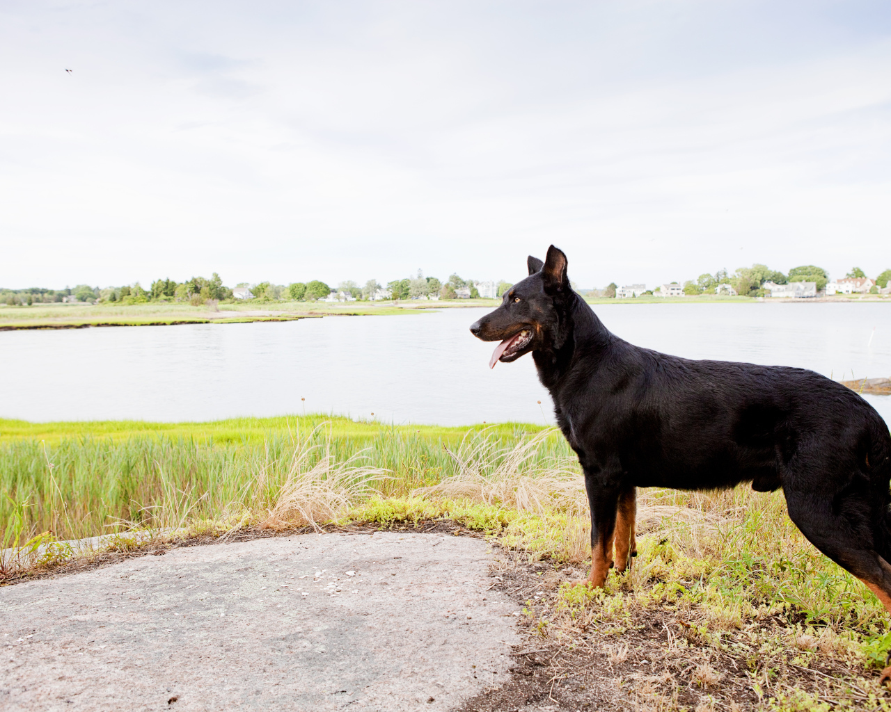 Красивый босерон на фоне озера