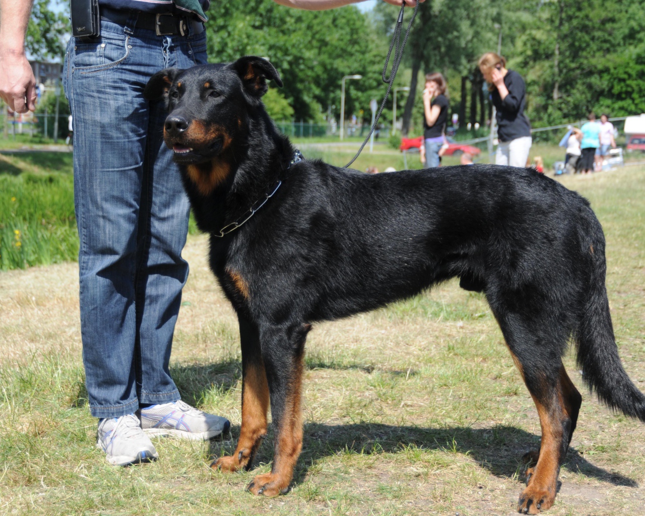 Красивый босерон и его хозяин