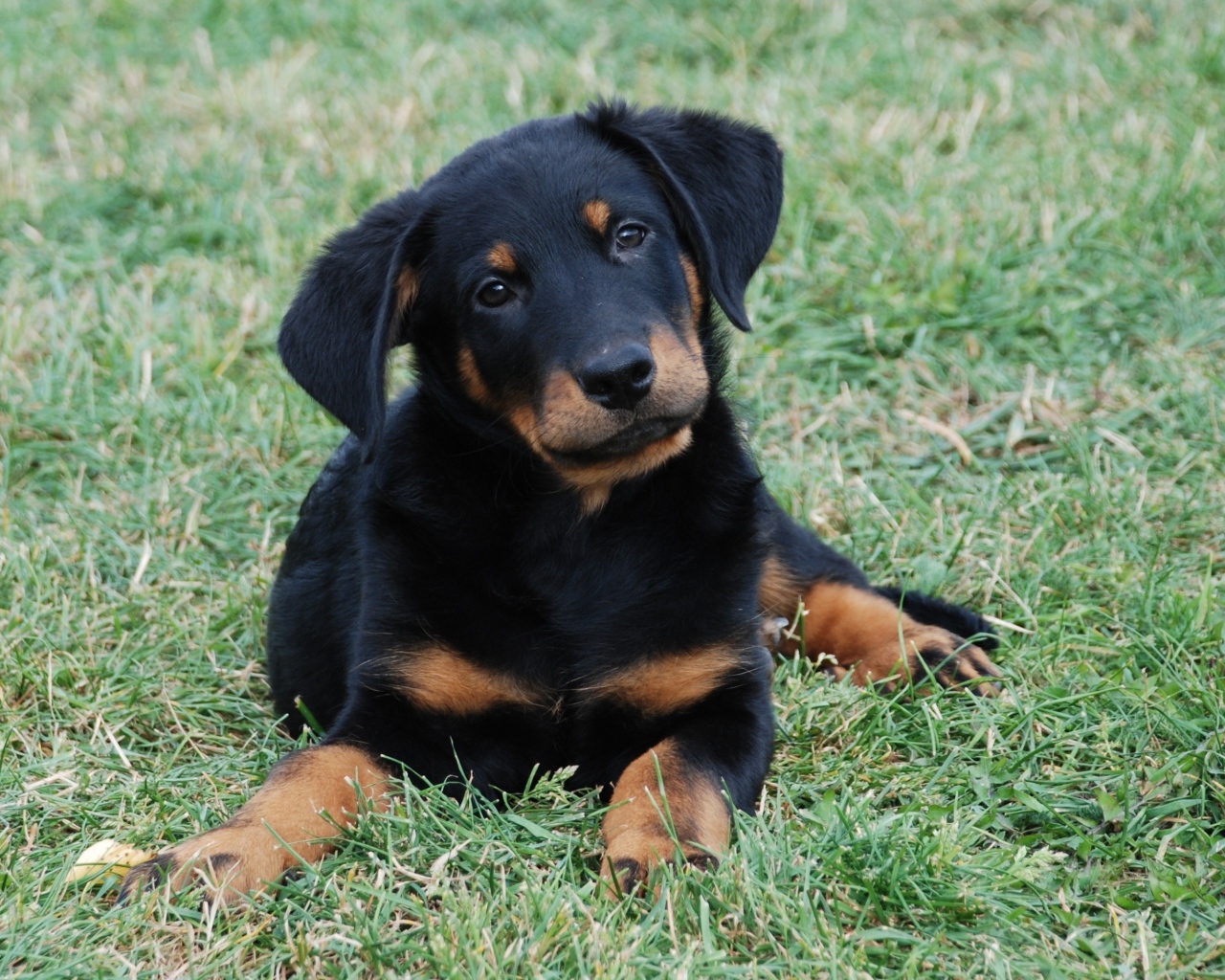 Красивый щенок босерона лежит на лужайке