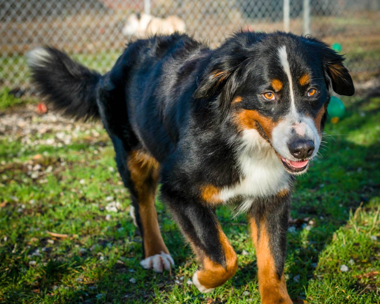 Beautiful Bernese Mountain Dog runs to the owner