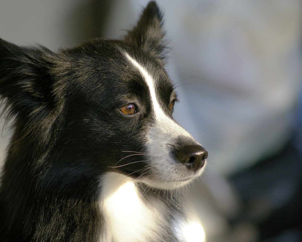 Красивая бордер-колли