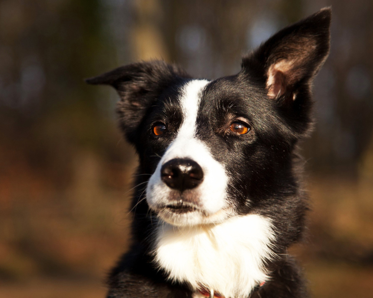 Красивая бордер-колли прислушалась