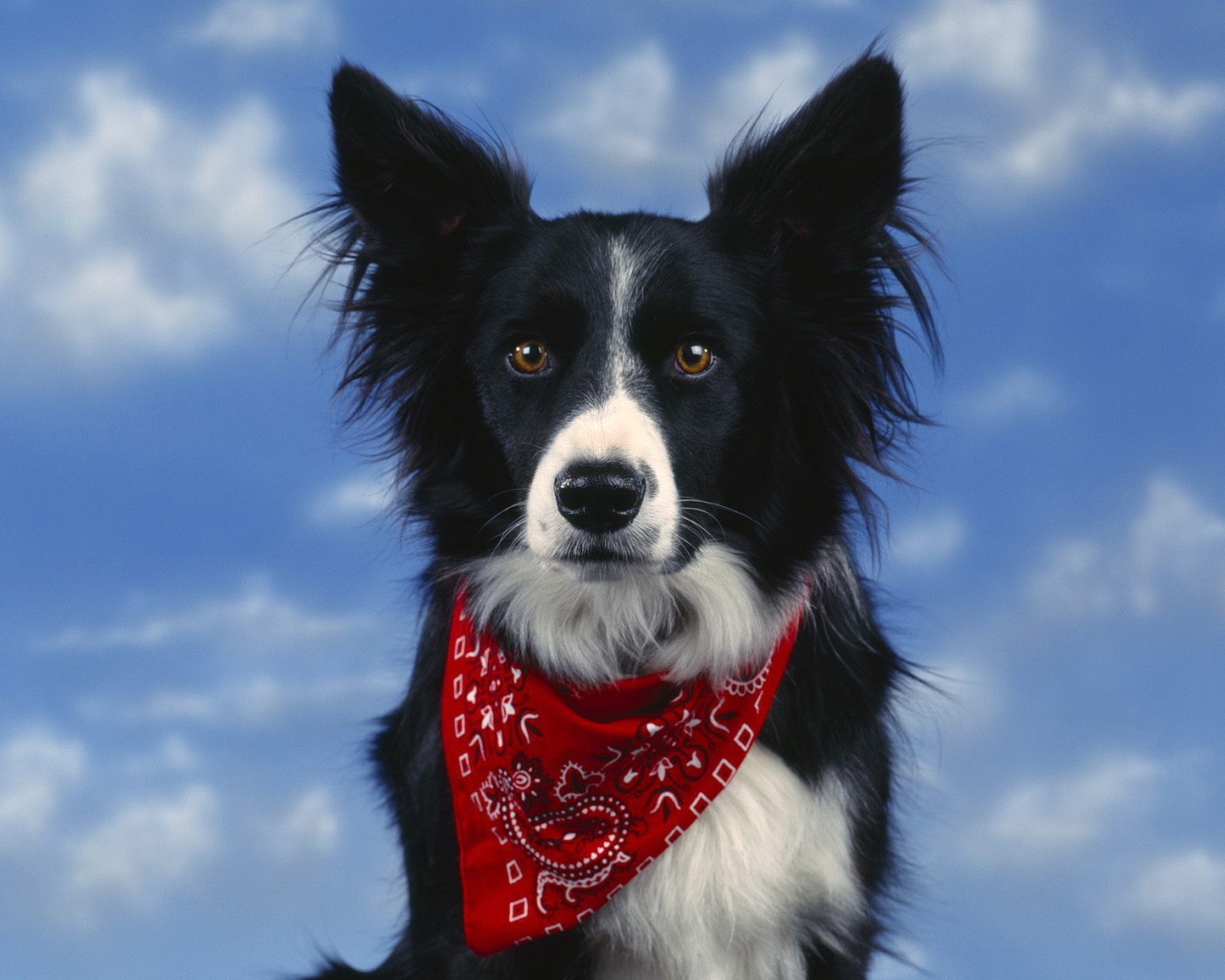 Красивая бордер-колли на фоне неба