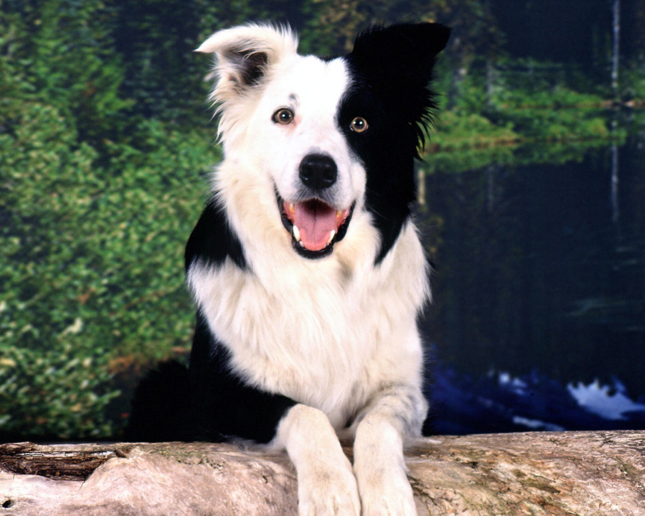 Красивая бордер-колли позирует