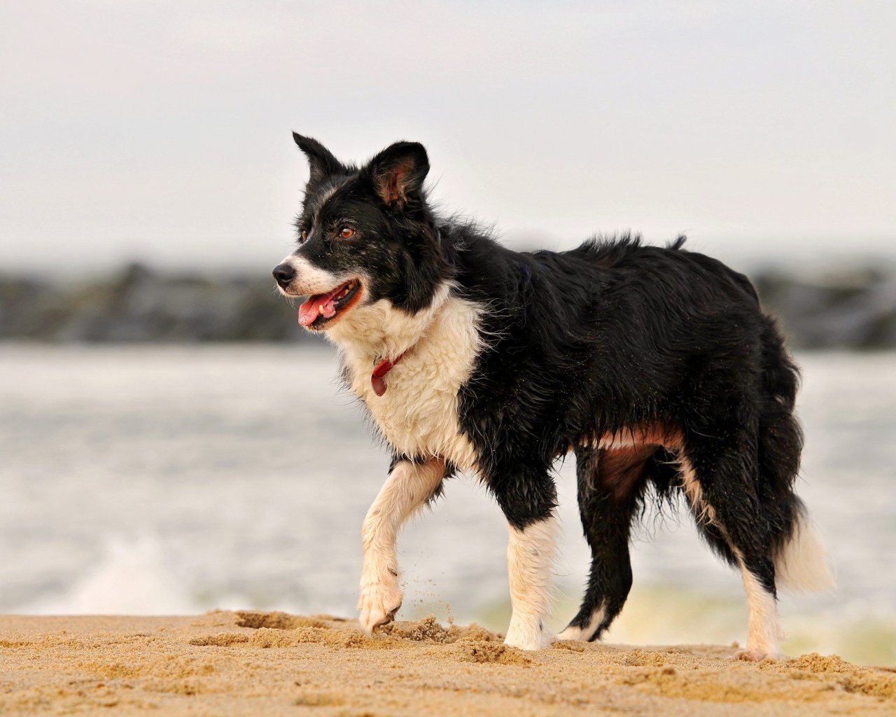 Красивая бордер-колли испачкалась в песке