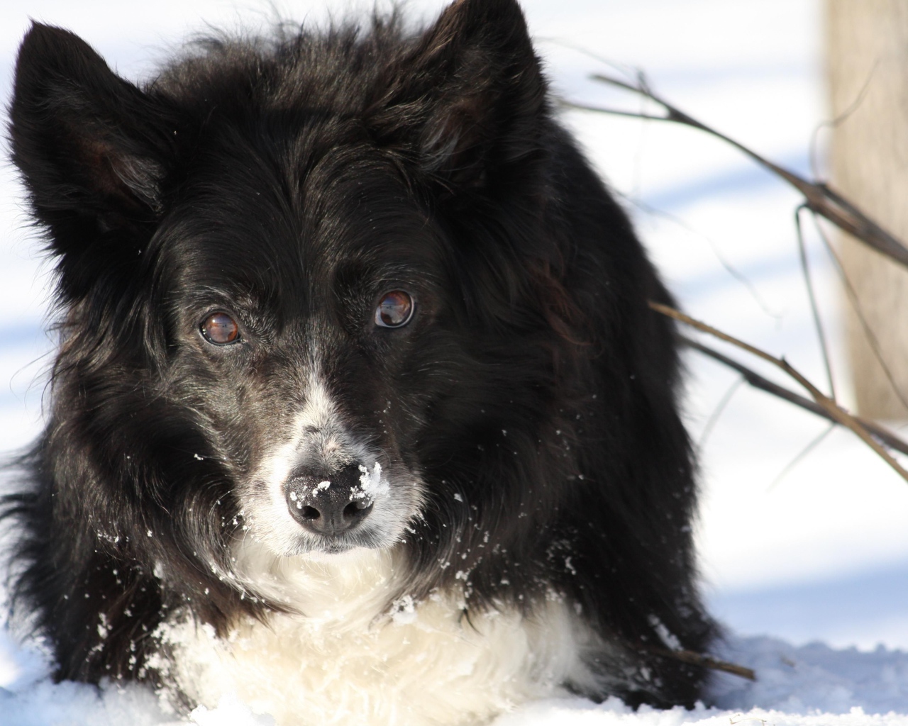 Красивая бордер-колли стоит в сугробе