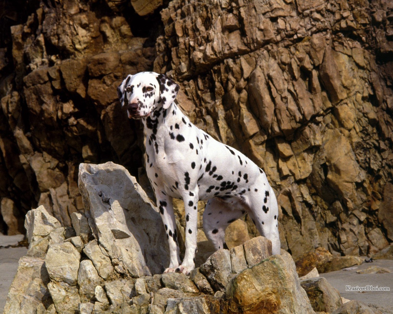 Красивый далматин на скалах
