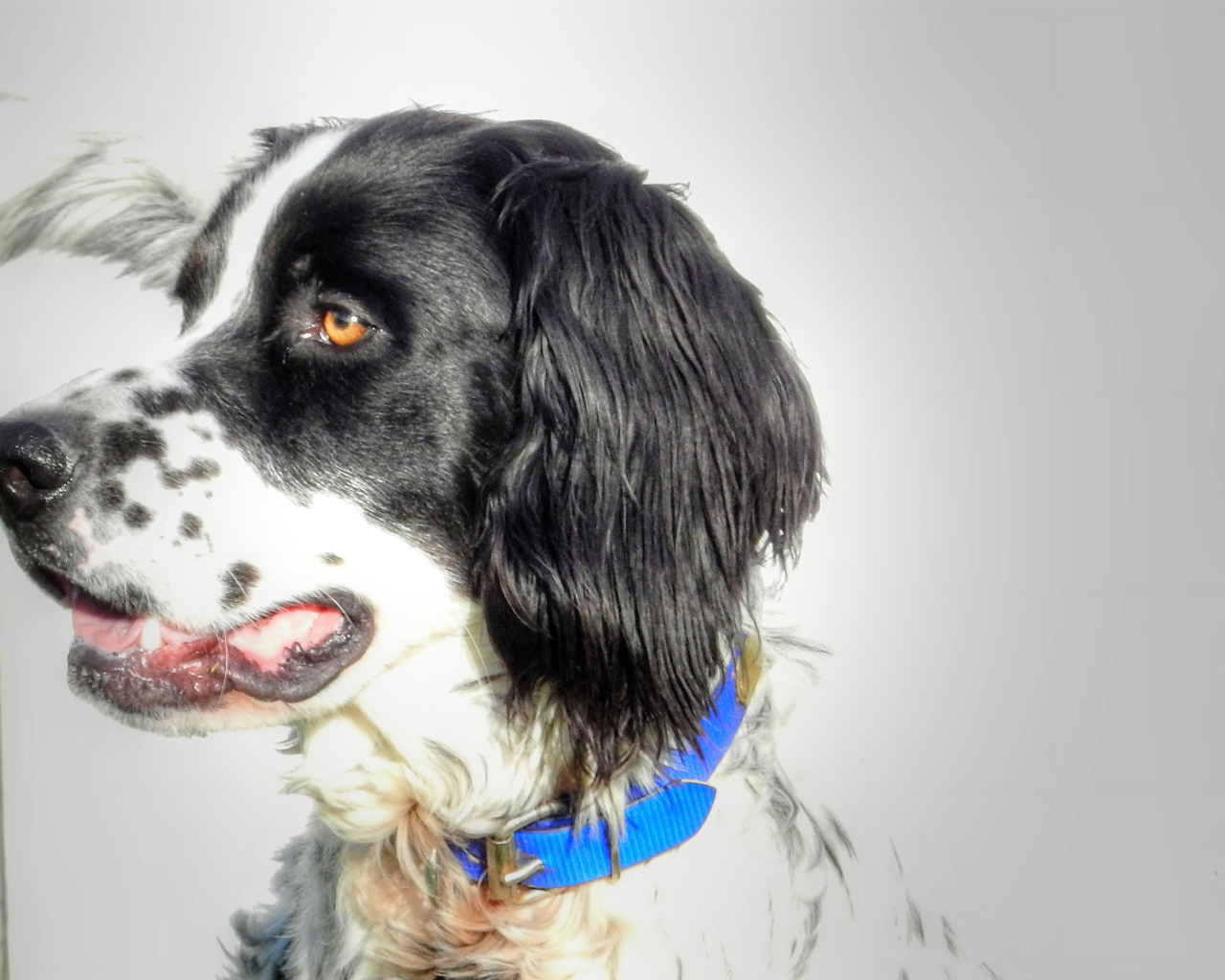 Красивый английский сеттер