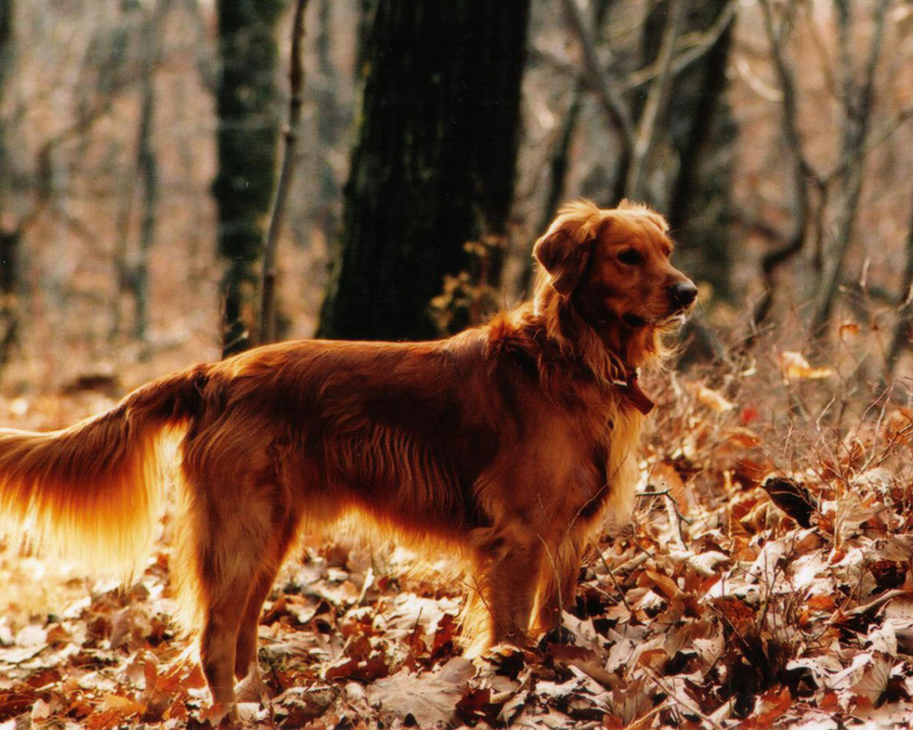 Красивый золотой терьер в лесу