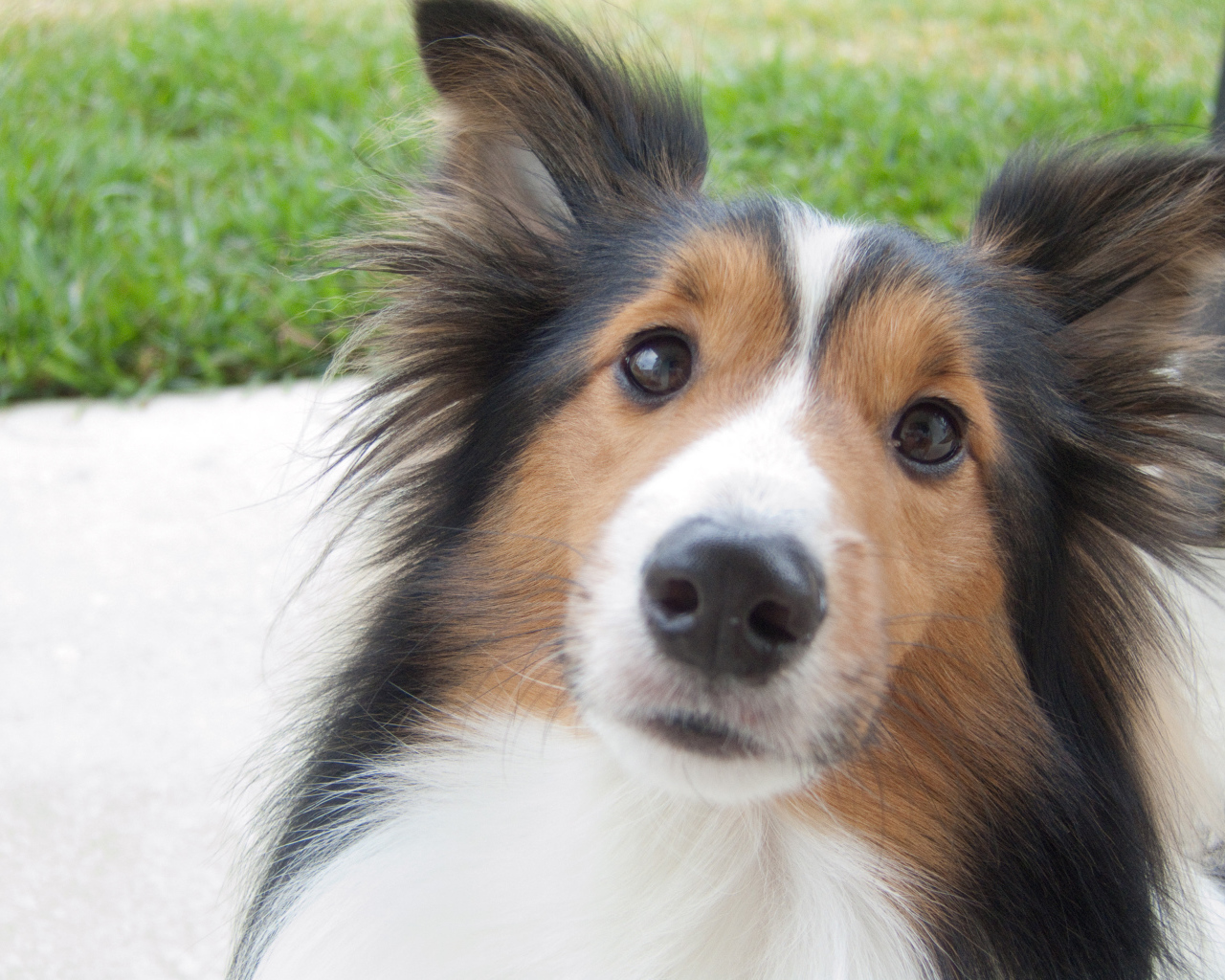 Красивая собака породы шелти