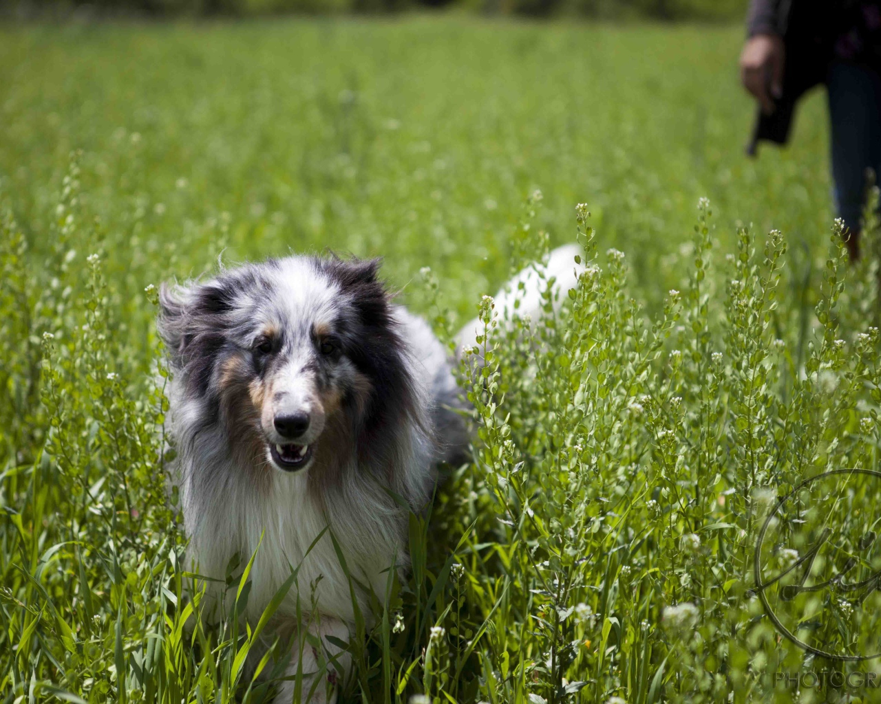 Красивая собака породы шелти в высокой траве