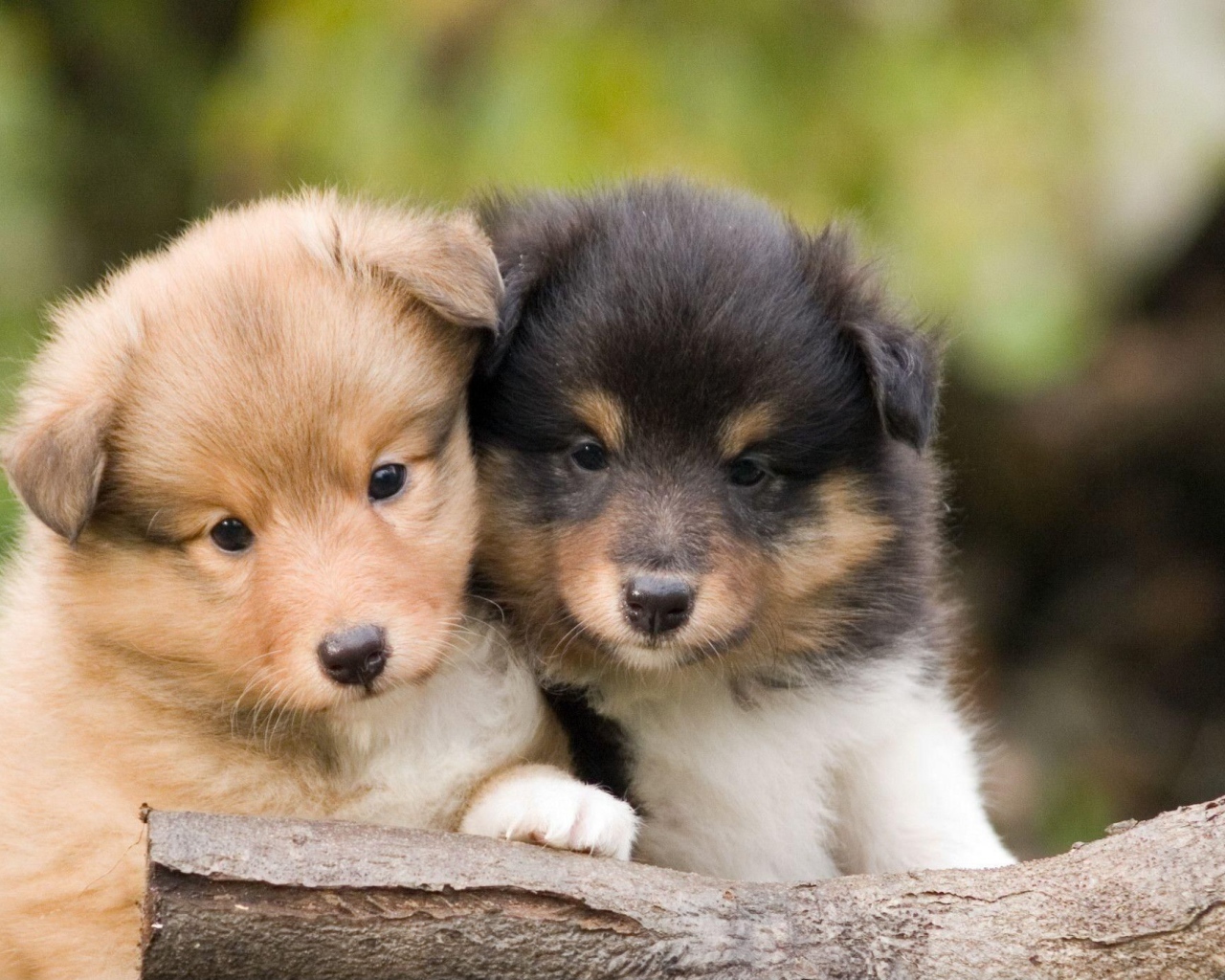 Красивые щенки породы шелти