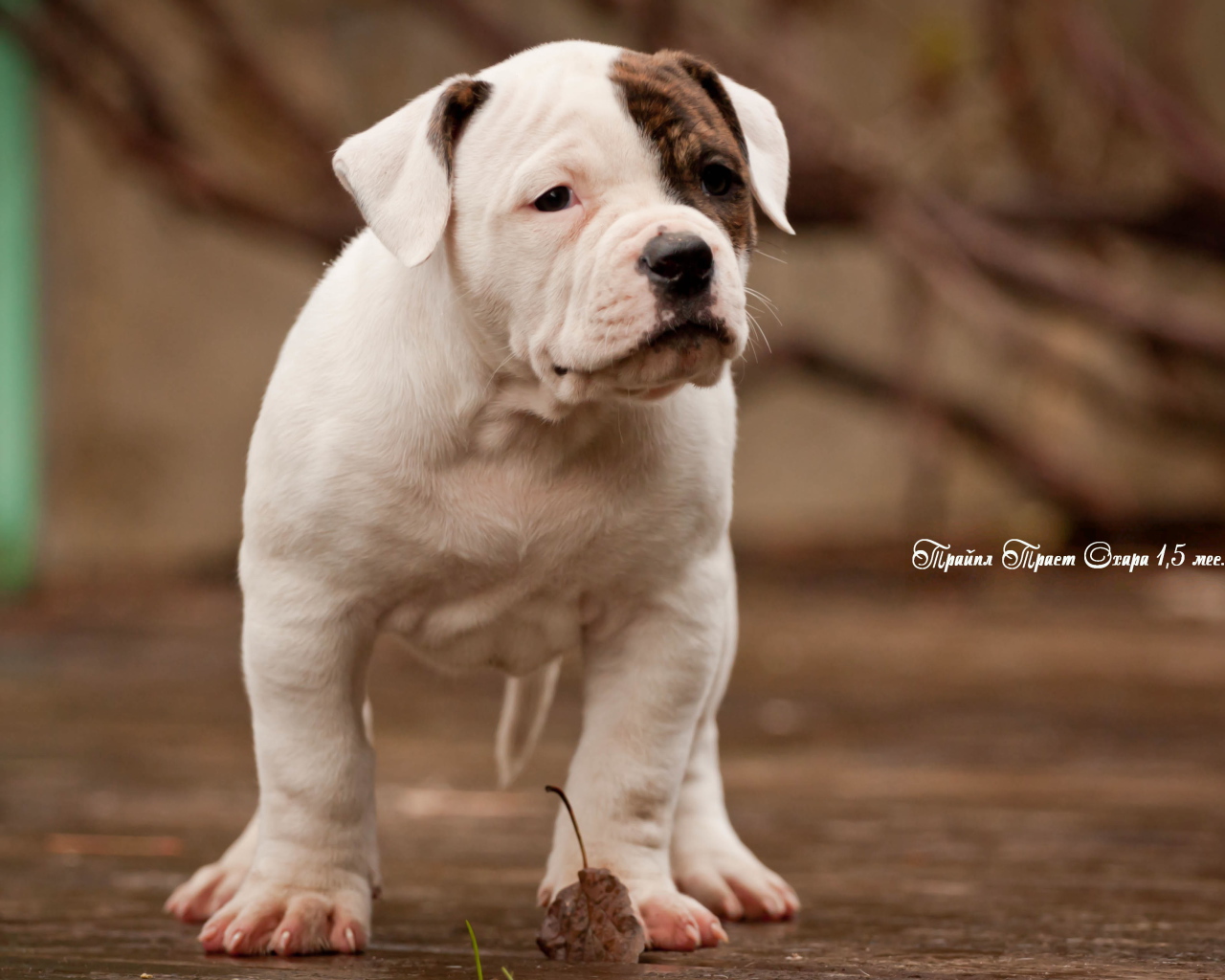 Красивый щенок американского бульдога