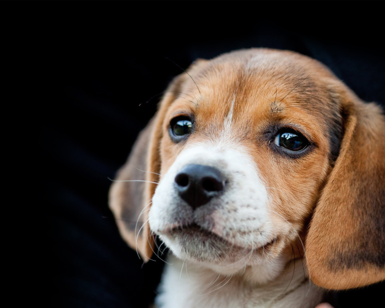 Красивый щенок породы бигль на чёрном фоне