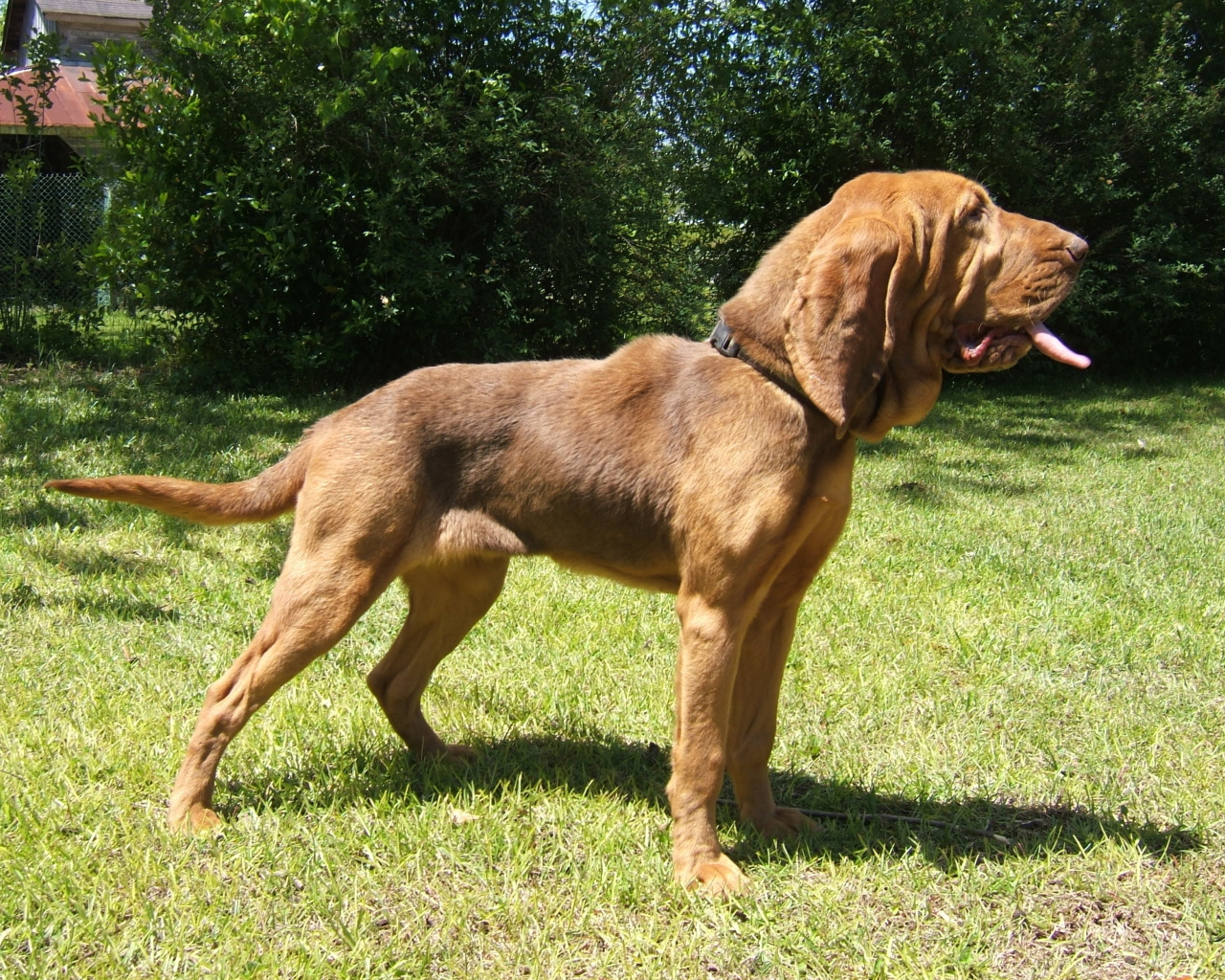 Красивый бладхаунд на прогулке