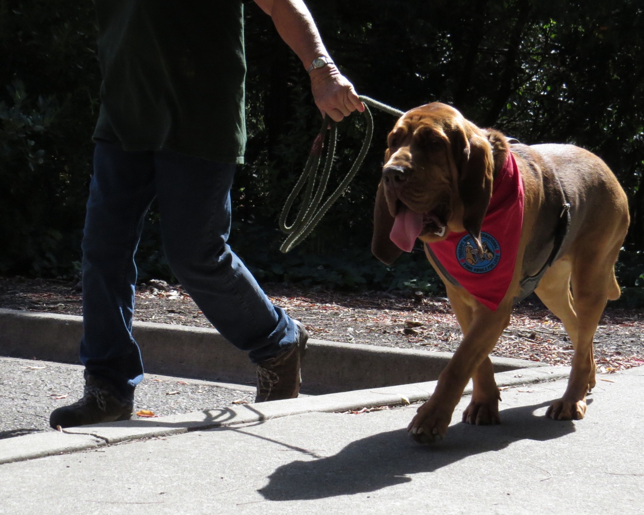 Красивый бладхаунд на прогулке с хозяином