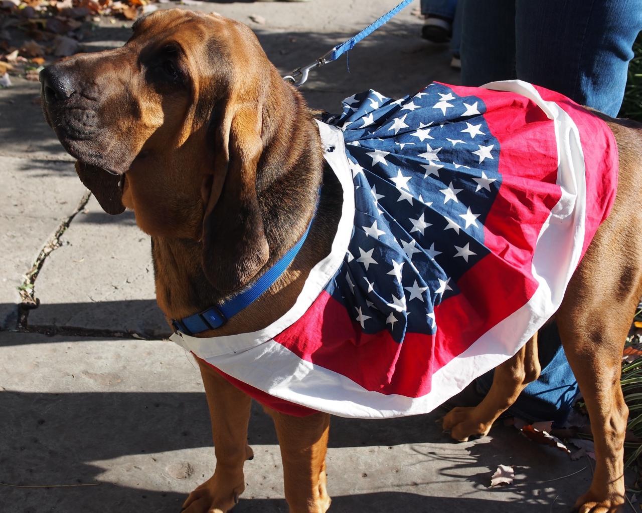 Красивый бладхаунд с хозяином