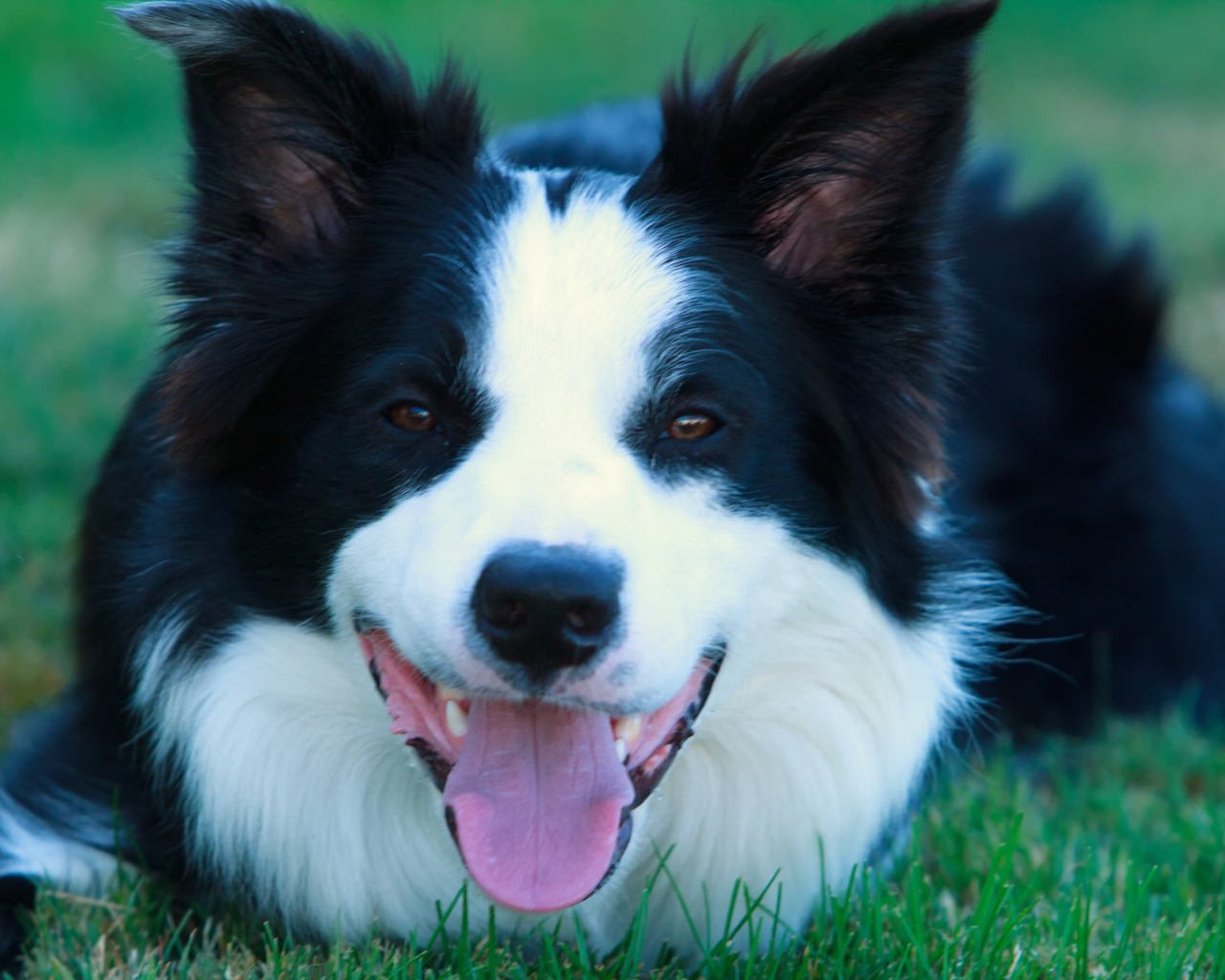 Красивая бордер-колли лежит на газоне