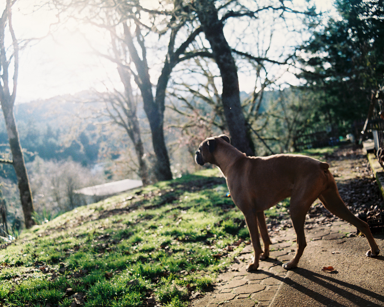 Красивый боксёр любуется природой
