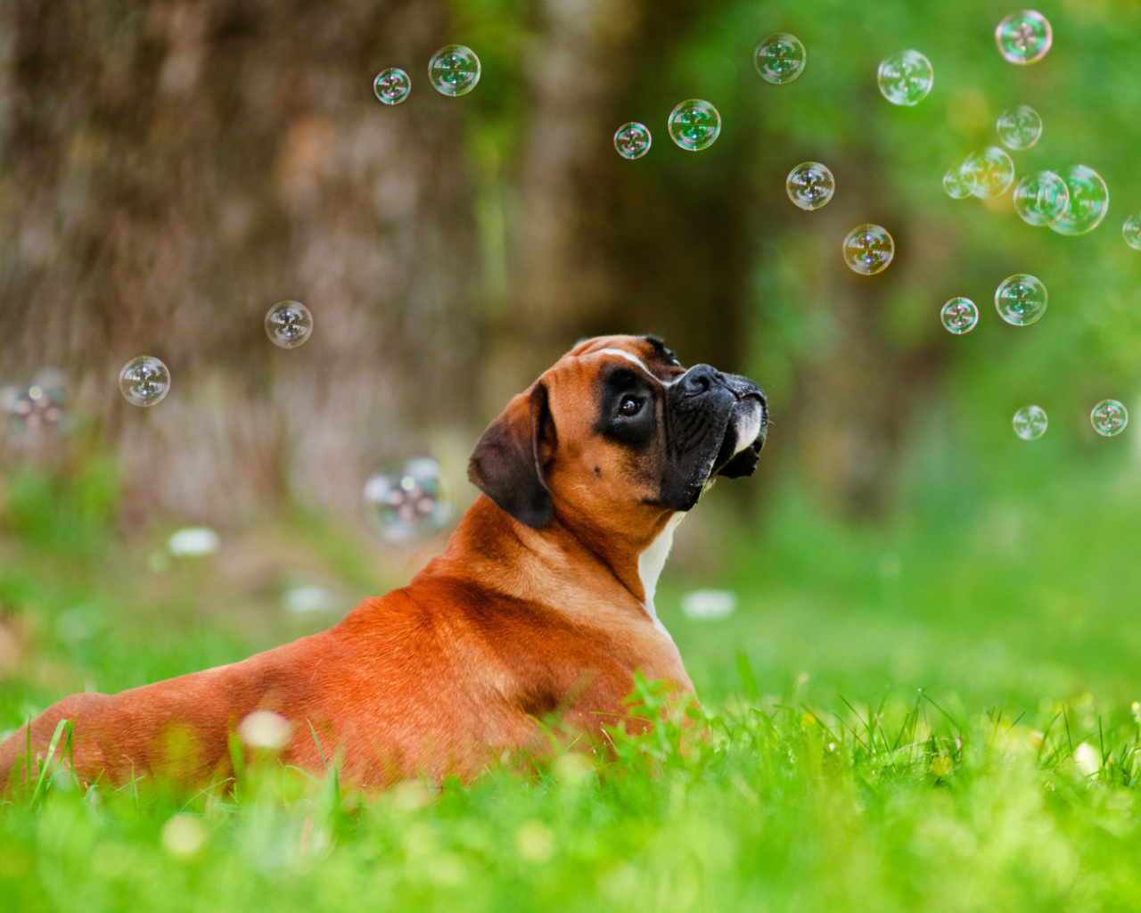 Красивый боксёр и мыльные пузыри