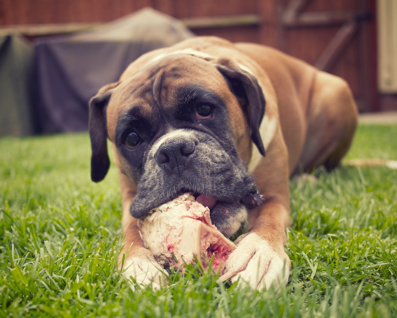 Красивый боксёр грызёт кость