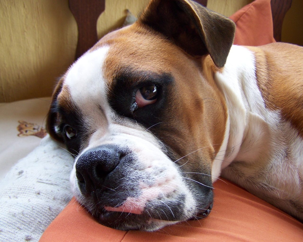 Красивый боксёр собирается спать