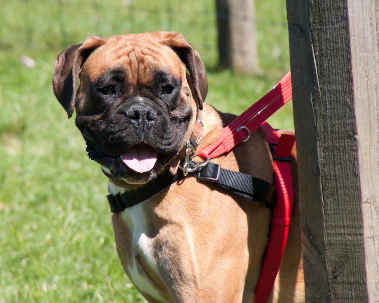 Красивый боксёр на поводке