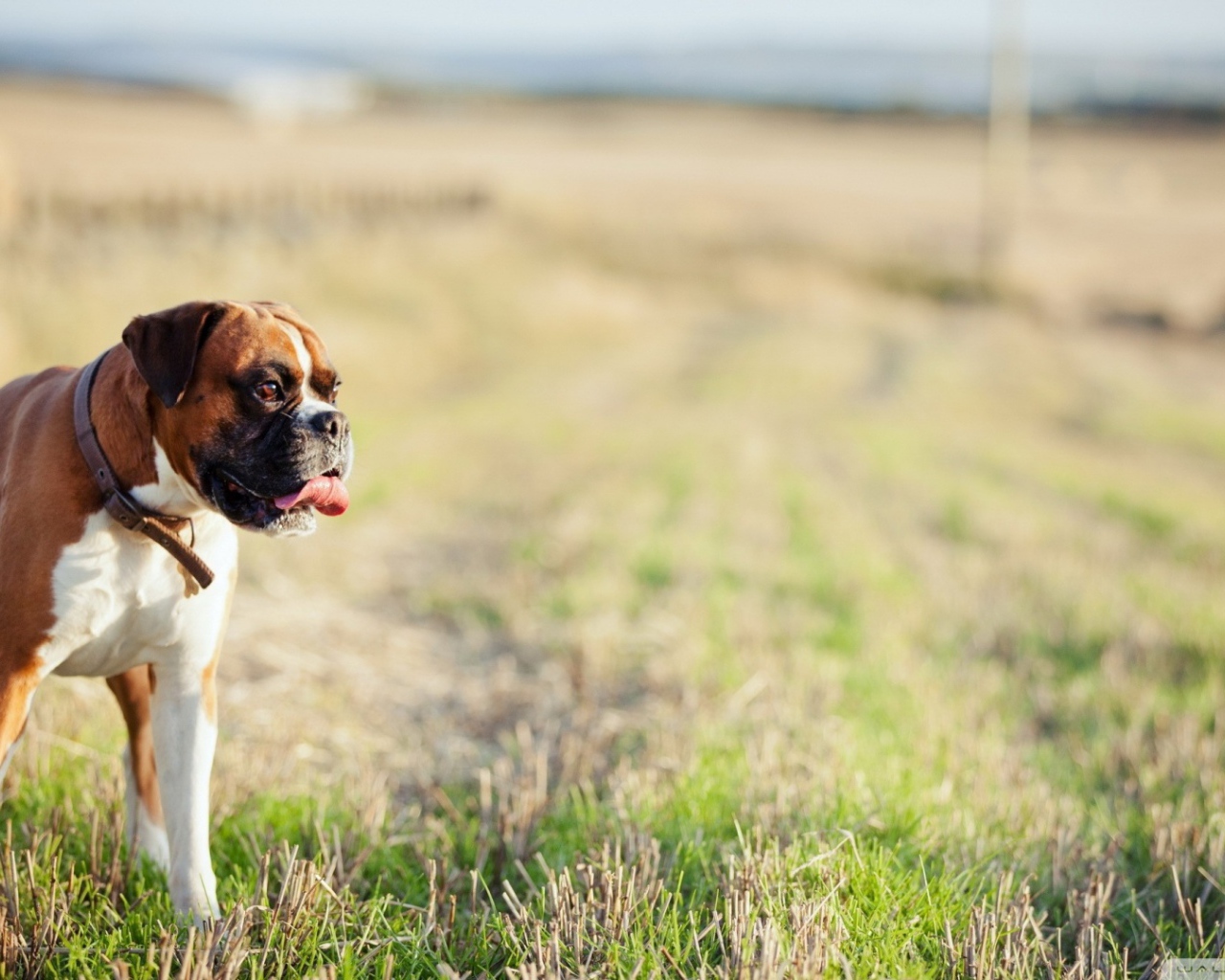 Красивый боксёр гуляет по просторному полю